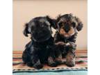 Schnauzer (Miniature) Puppy for sale in Fort Collins, CO, USA