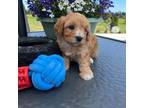 Maltipoo Puppy for sale in Downing, MO, USA
