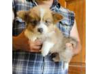 Pembroke Welsh Corgi Puppy for sale in Milton, WI, USA