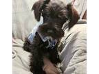 Schnauzer (Miniature) Puppy for sale in Akron, CO, USA