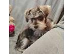 Schnauzer (Miniature) Puppy for sale in Akron, CO, USA