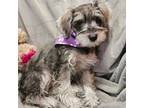 Schnauzer (Miniature) Puppy for sale in Akron, CO, USA