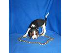 Beagle Puppy for sale in Olpe, KS, USA