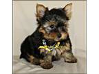 Yorkshire Terrier Puppy for sale in Rock Rapids, IA, USA