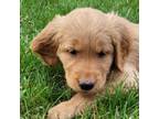 Golden Retriever Puppy for sale in Millersburg, IN, USA