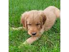 Golden Retriever Puppy for sale in Millersburg, IN, USA