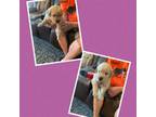 Golden Retriever Puppy for sale in Herington, KS, USA