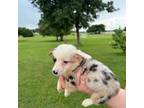 Pembroke Welsh Corgi Puppy for sale in Dallas, TX, USA