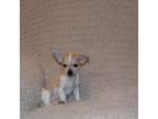 Chihuahua Puppy for sale in Goshen, IN, USA