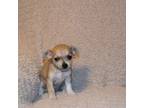 Chihuahua Puppy for sale in Goshen, IN, USA