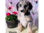 Mutt Puppy for sale in Platteville, WI, USA