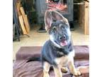 German Shepherd Dog Puppy for sale in Washougal, WA, USA