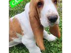 Basset Hound Puppy for sale in The Dalles, OR, USA