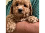 Poodle (Toy) Puppy for sale in Covina, CA, USA
