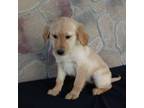 Golden Retriever Puppy for sale in Dixon, IL, USA