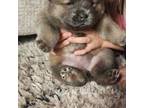 Chow Chow Puppy for sale in Los Banos, CA, USA