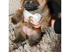 Chow Chow Puppy for sale in Los Banos, CA, USA