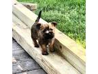 Cairn Terrier Puppy for sale in Rock Rapids, IA, USA