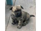 Cairn Terrier Puppy for sale in Rock Rapids, IA, USA