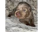 Labrador Retriever Puppy for sale in Cadiz, OH, USA