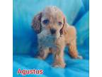 Cocker Spaniel Puppy for sale in Durant, OK, USA