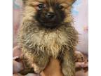 Pomeranian Puppy for sale in Asheville, NC, USA