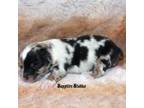 Cavapoo Puppy for sale in Ionia, IA, USA