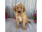 Golden Retriever Puppy for sale in Chatham, VA, USA