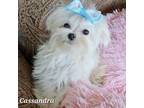 Maltese Puppy for sale in Tempe, AZ, USA