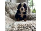 Bernese Mountain Dog Puppy for sale in Manheim, PA, USA