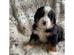 Bernese Mountain Dog Puppy for sale in Manheim, PA, USA