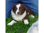 Australian Shepherd Puppy for sale in Rutherfordton, NC, USA
