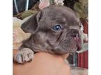 French Bulldog Puppy for sale in Dallas, TX, USA