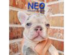 French Bulldog Puppy for sale in Dallas, TX, USA