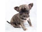 Chihuahua Puppy for sale in Muskogee, OK, USA