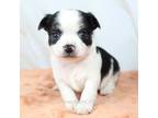 Chihuahua Puppy for sale in Muskogee, OK, USA