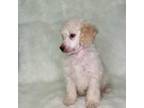 Mutt Puppy for sale in Brandon, FL, USA