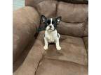 French Bulldog Puppy for sale in De Kalb, TX, USA