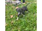 Great Dane Puppy for sale in Lake City, FL, USA