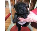 Cairn Terrier Puppy for sale in Pierson, MI, USA