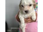 Maltipoo Puppy for sale in Meriden, CT, USA