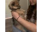 Pomeranian Puppy for sale in Bellevue, WA, USA