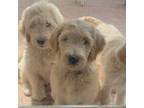 Goldendoodle Puppy for sale in La Canada Flintridge, CA, USA