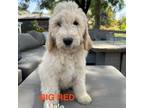 Goldendoodle Puppy for sale in La Canada Flintridge, CA, USA