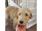 Goldendoodle Puppy for sale in La Canada Flintridge, CA, USA