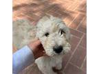 Goldendoodle Puppy for sale in La Canada Flintridge, CA, USA