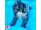 Cocker Spaniel Puppy for sale in Durant, OK, USA