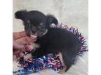 Chihuahua Puppy for sale in Troy, OH, USA