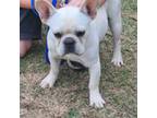 French Bulldog Puppy for sale in Winnsboro, TX, USA