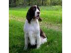English Springer Spaniel Puppy for sale in Grove City, PA, USA